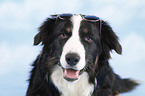 Border-Collie-Australian-Shepherd-Mischling