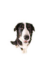 Border-Collie-Australian-Shepherd-Mischling