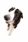 Border-Collie-Australian-Shepherd-Mischling