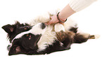Border-Collie-Australian-Shepherd-Mischling
