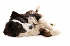 Border-Collie-Australian-Shepherd-Mischling