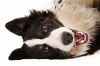 Border-Collie-Australian-Shepherd-Mischling