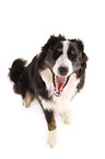 Border-Collie-Australian-Shepherd-Mischling