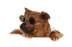 Hund mit Sonnenbrille