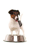 Jack-Russell-Dackel-Mischling