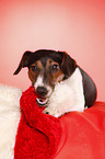 Jack-Russell-Dackel-Mischling