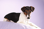 Jack-Russell-Dackel-Mischling