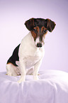 Jack-Russell-Dackel-Mischling