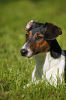 Jack-Russell-Dackel-Mischling