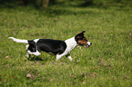 Jack-Russell-Dackel-Mischling