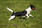 Jack-Russell-Dackel-Mischling