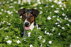 Jack-Russell-Dackel-Mischling