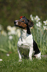 Jack-Russell-Dackel-Mischling