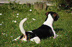 Jack-Russell-Dackel-Mischling