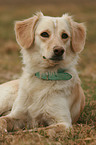 liegender Golden-Retriever-Mix