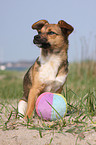 Jack-Russell-Terrier-Mix