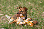 Jack-Russell-Terrier-Mix