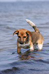 Jack-Russell-Terrier-Mix