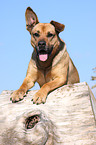 Boxer-Schferhund-Mix Portrait