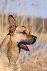 Boxer-Schferhund-Mix Portrait