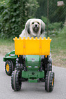 Tibet-Terrier-King-Charles Spaniel Mischling