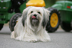 Tibet-Terrier-King-Charles Spaniel Mischling