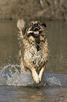 spielender Hovawart-Leonberger-Mix