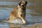 rennender Hovawart-Leonberger-Mix