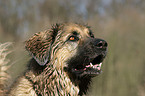 Hovawart-Leonberger-Mix Portrait