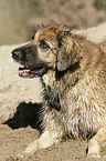 Hovawart-Leonberger-Mix