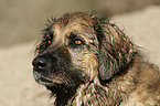 Hovawart-Leonberger-Mix Portrait