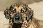 Hovawart-Leonberger-Mix Portrait