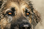 Hovawart-Leonberger-Mix Augen