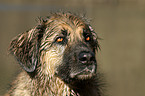 Hovawart-Leonberger-Mix Portrait