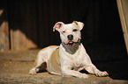 liegender Pitbullmix