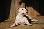 liegender Pitbullmix