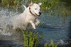 rennender Dogo-Argentino-Mix