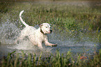 rennender Dogo-Argentino-Mix