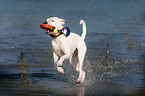 spielender Dogo-Argentino-Mix