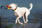 spielender Dogo-Argentino-Mix