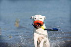 spielender Dogo-Argentino-Mix