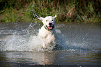 rennender Dogo-Argentino-Mix