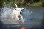 spielender Dogo-Argentino-Mix