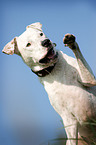 Dogo-Argentino-Mix gibt Pftchen