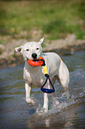 spielender Dogo-Argentino-Mix