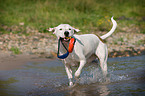 spielender Dogo-Argentino-Mix