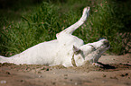 Dogo-Argentino-Mix wlzt sich