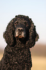 Cocker-Spaniel-Mix Portrait