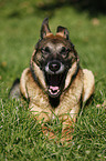 Malinois-Mischling