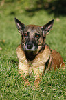 Malinois-Mischling